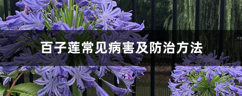 百子莲常见病害及防治方法 百子莲常见病害及防治方法