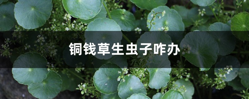 铜钱草生虫子咋办 铜钱草生虫子咋办