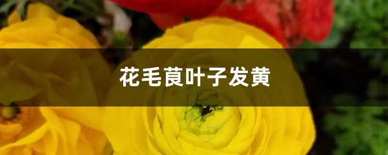 花毛茛黄叶的原因和处理办法 花毛茛黄叶的原因和处理办法