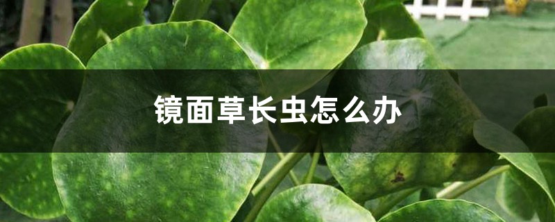 镜面草长虫怎么办 镜面草长虫怎么办