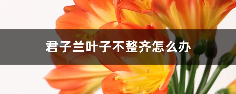 君子兰叶子不整齐怎么办