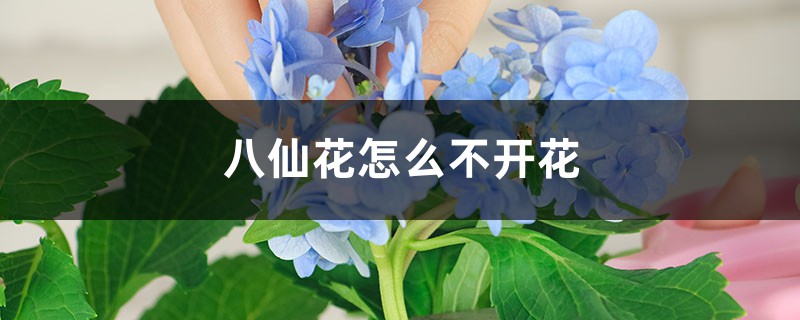 八仙花怎么不开花 八仙花怎么不开花
