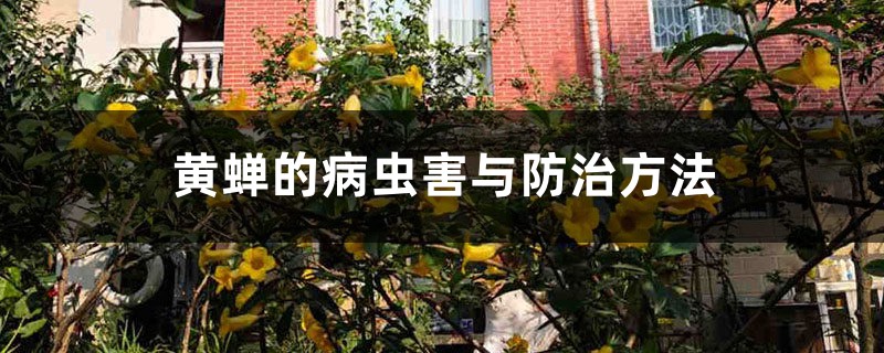 黄蝉的病虫害与防治方法 黄蝉的病虫害与防治方法