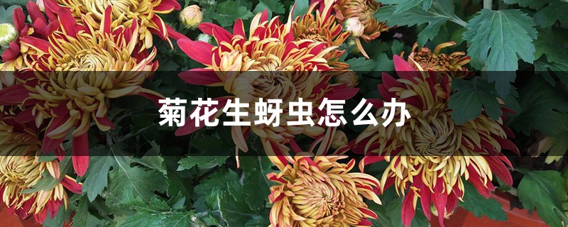 菊花生蚜虫怎么办 菊花生蚜虫怎么办