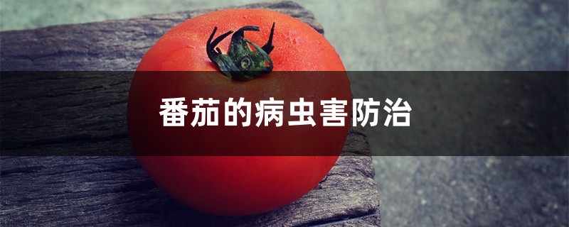番茄的病虫害防治 番茄的病虫害防治