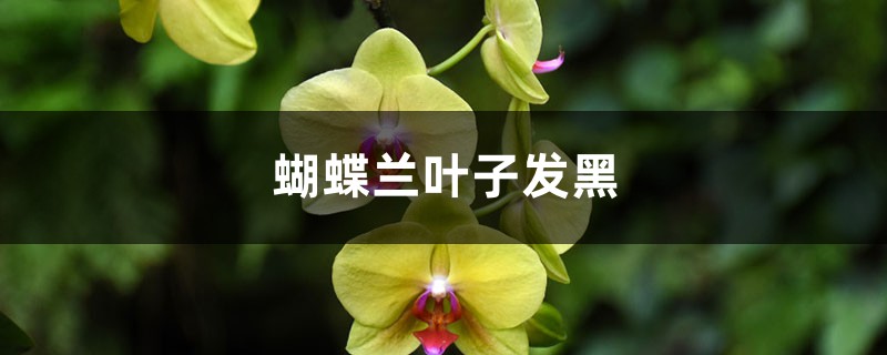 蝴蝶兰叶子发黑怎么办 蝴蝶兰叶子发黑怎么办