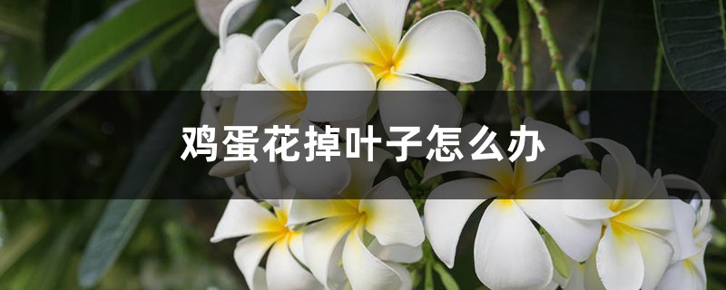 鸡蛋花掉叶子怎么办 鸡蛋花掉叶子怎么办
