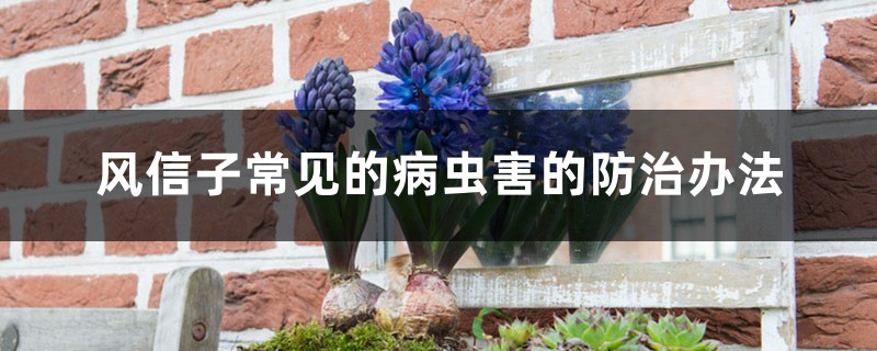 风信子常见的病虫害的防治办法 风信子常见的病虫害的防治办法