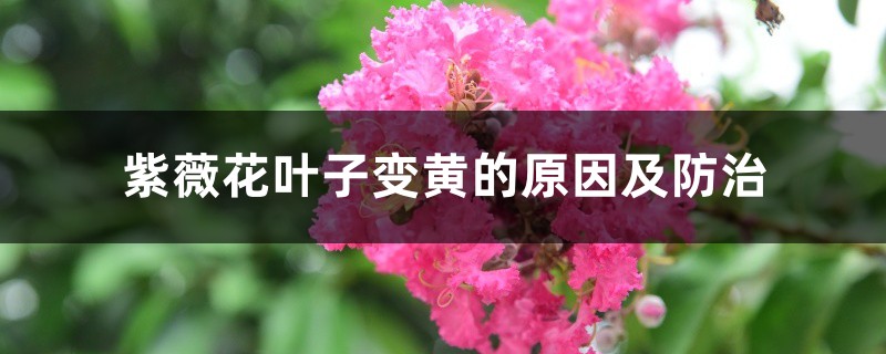 紫薇花叶子变黄的原因及防治 紫薇花叶子变黄的原因及防治