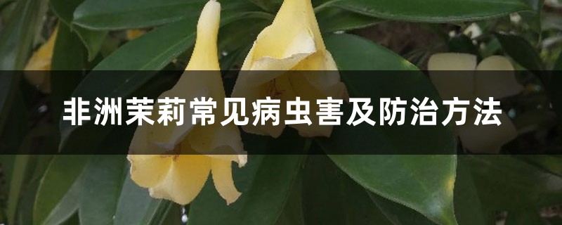 非洲茉莉常见病虫害及防治方法 非洲茉莉常见病虫害及防治方法