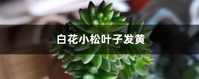 白花小松叶子发黄怎么办 白花小松叶子发黄怎么办
