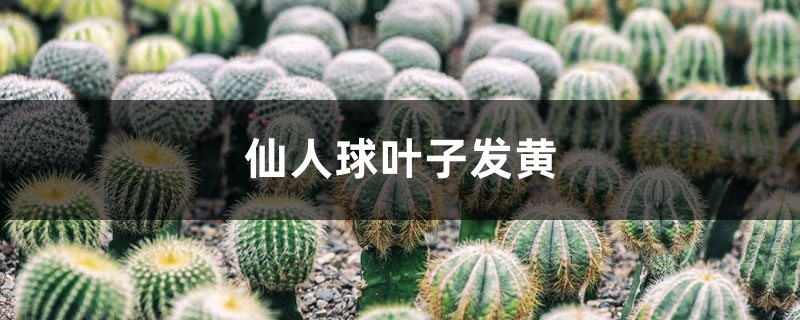 仙人球黄叶的原因及处理办法 仙人球黄叶的原因及处理办法