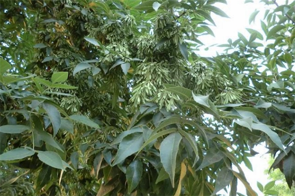 白蜡树的病虫害防治 白蜡树的病虫害防治