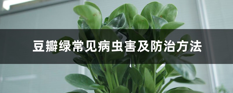 豆瓣绿常见病虫害及防治方法 豆瓣绿常见病虫害及防治方法