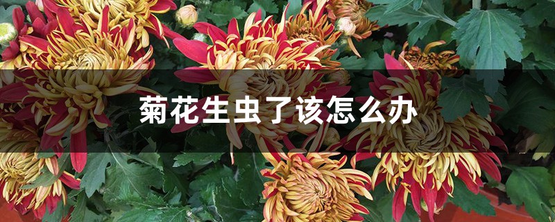 菊花生虫了该怎么办 菊花生虫了该怎么办