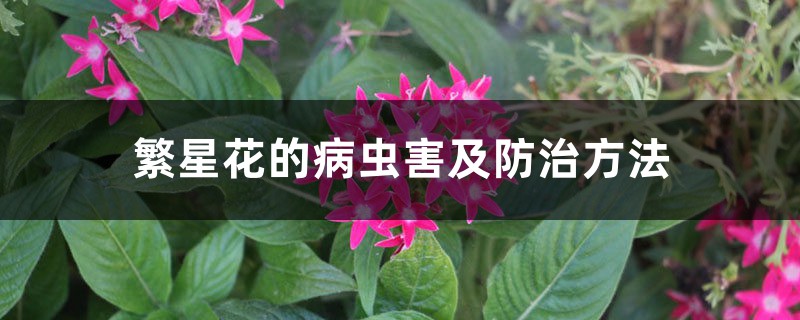 繁星花的病虫害及防治方法 繁星花的病虫害及防治方法