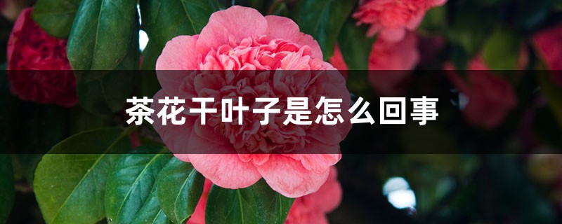 茶花干叶子是怎么回事 茶花干叶子是怎么回事