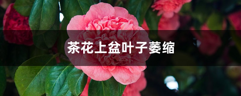 茶花上盆后叶子萎缩怎么办 茶花上盆后叶子萎缩怎么办
