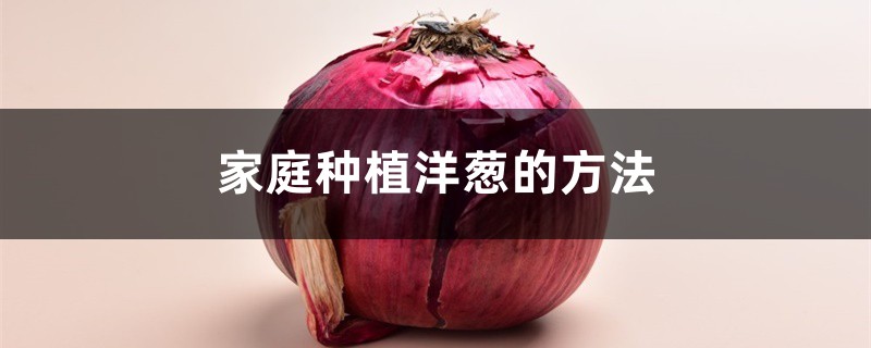 家庭种植洋葱的方法 家庭种植洋葱的方法
