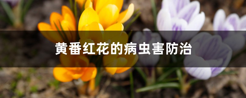 黄番红花的病虫害防治 黄番红花的病虫害防治