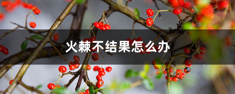 火棘不结果怎么办 火棘不结果怎么办