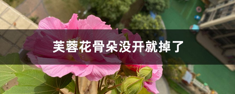 芙蓉花骨朵没开就掉了怎么办 芙蓉花骨朵没开就掉了怎么办
