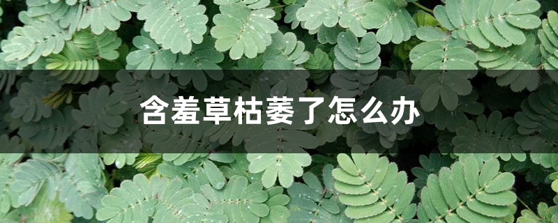 含羞草枯萎了怎么办 含羞草枯萎了怎么办