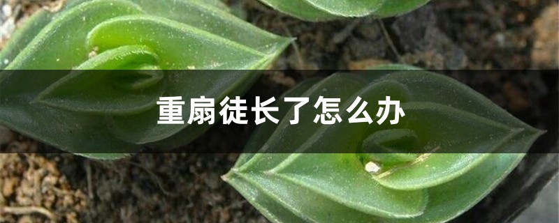 重扇徒长了怎么办 重扇徒长了怎么办
