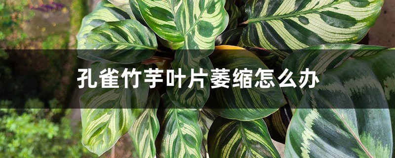 孔雀竹芋叶片萎缩怎么办 孔雀竹芋叶片萎缩怎么办