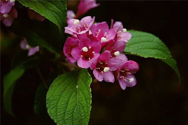 海仙花的病虫害防治 海仙花的病虫害防治