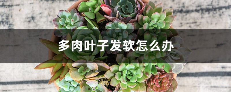多肉叶子发软怎么办 多肉叶子发软怎么办