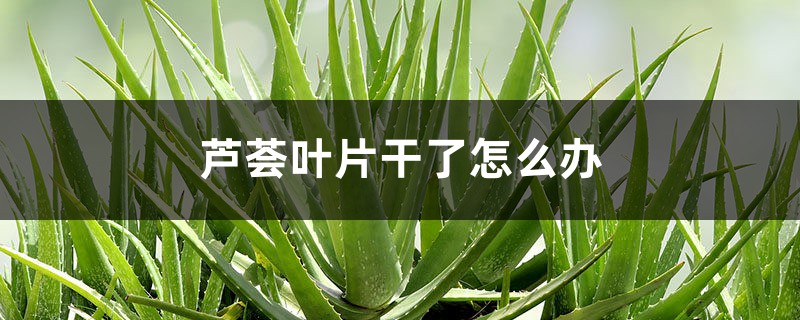 芦荟叶片干了怎么办 芦荟叶片干了怎么办