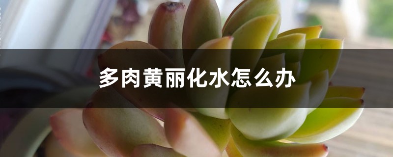 多肉黄丽化水怎么办 多肉黄丽化水怎么办