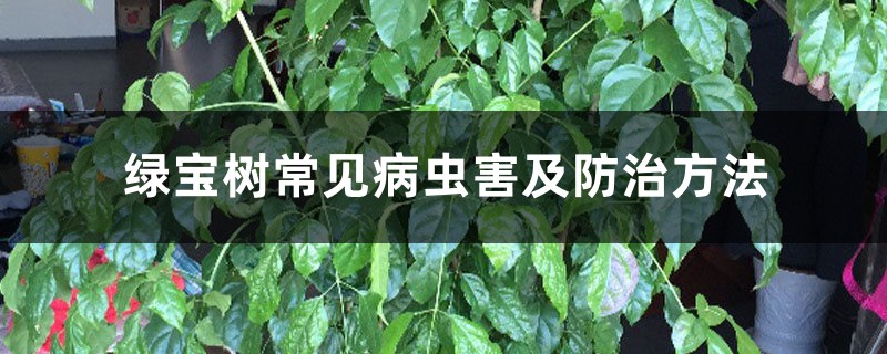 绿宝树常见病虫害及防治方法 绿宝树常见病虫害及防治方法
