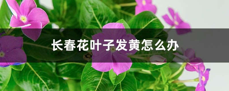 长春花叶子发黄怎么办 长春花叶子发黄怎么办