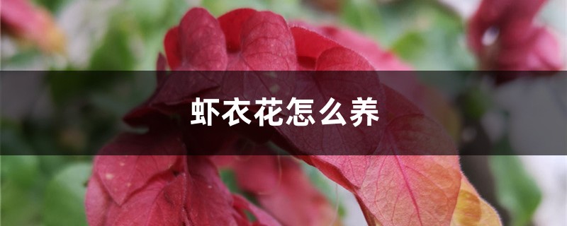 虾衣花怎么养,怎么繁殖 虾衣花怎么养,怎么繁殖