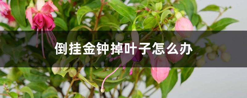倒挂金钟掉叶子怎么办 倒挂金钟掉叶子怎么办