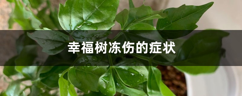 幸福树冻伤的症状识别与防治 幸福树冻伤的症状识别与防治