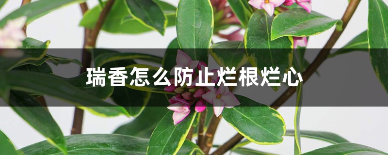 瑞香怎么防止烂根烂心 瑞香怎么防止烂根烂心
