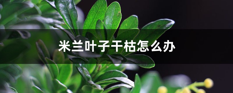 米兰叶子干枯怎么办 米兰叶子干枯怎么办