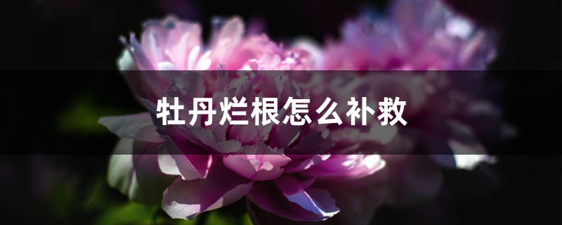 牡丹烂根怎么补救 牡丹烂根怎么补救