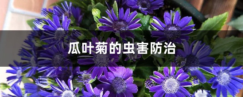 瓜叶菊的虫害防治 瓜叶菊的虫害防治