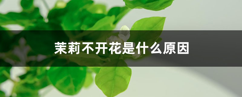 茉莉不开花是什么原因 茉莉不开花是什么原因