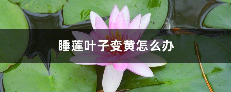 睡莲叶子变黄怎么办 睡莲叶子变黄怎么办