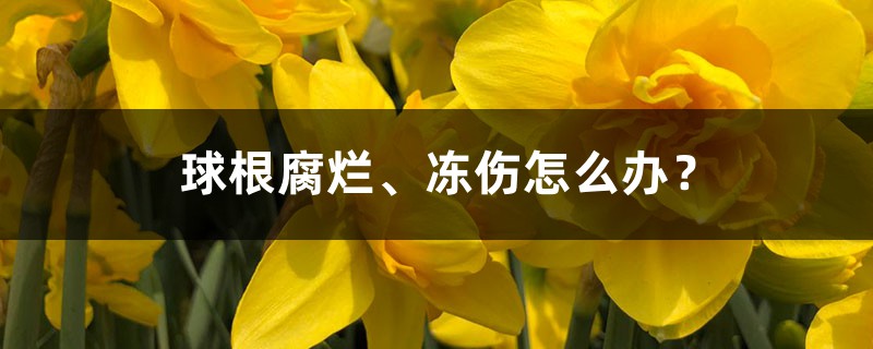 球根腐烂、冻伤怎么办? 球根腐烂、冻伤怎么办?