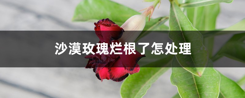 沙漠玫瑰烂根了怎处理 沙漠玫瑰烂根了怎处理