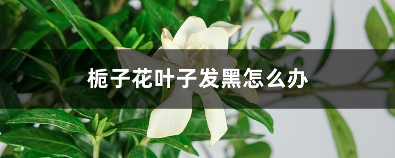 栀子花叶子发黑怎么办 栀子花叶子发黑怎么办