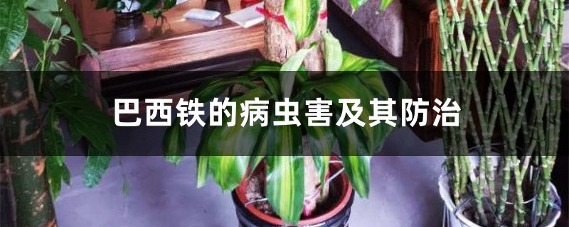 巴西铁的病虫害及其防治 巴西铁的病虫害及其防治