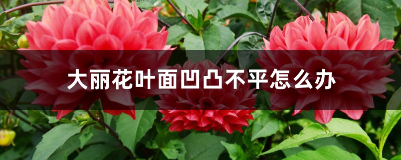 大丽花叶面凹凸不平怎么办 大丽花叶面凹凸不平怎么办