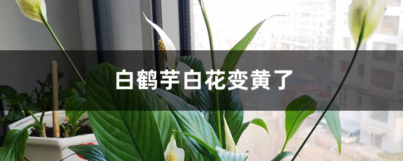 白鹤芋白花变黄了的原因 白鹤芋白花变黄了的原因